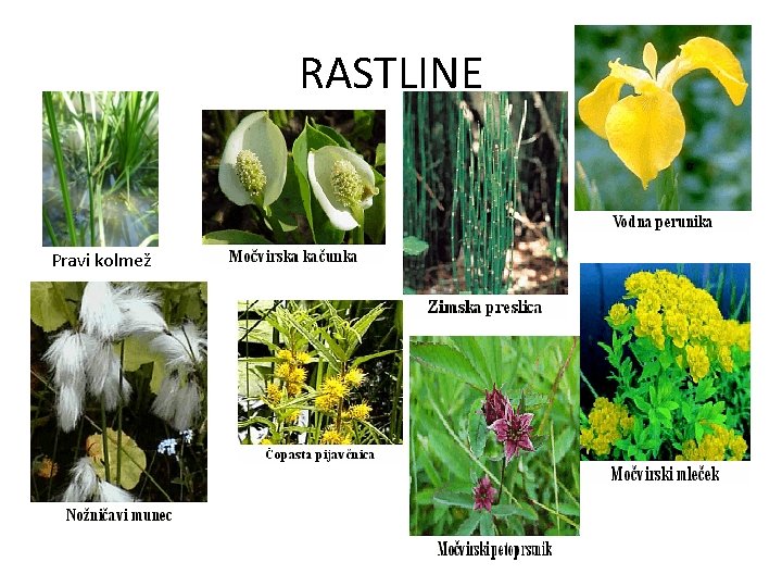 RASTLINE Pravi kolmež RASTLINE Pravi kolmež