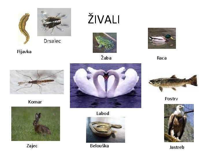 ŽIVALI Drsalec Pijavka Žaba Raca Postrv Komar Labod Zajec Belouška Jastreb ŽIVALI Drsalec Pijavka Žaba Raca Postrv Komar Labod Zajec Belouška Jastreb