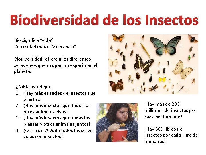 Biodiversidad de los Insectos Bio significa “vida” Diversidad indica “diferencia” Biodiversidad refiere a los