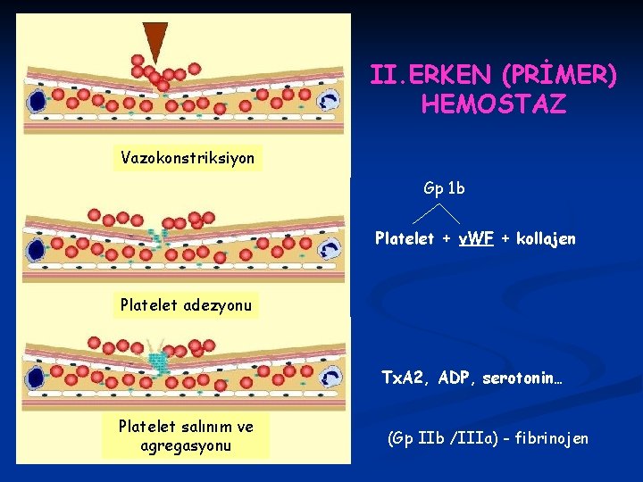 II. ERKEN (PRİMER) HEMOSTAZ Vazokonstriksiyon Gp 1 b Platelet + v. WF + kollajen