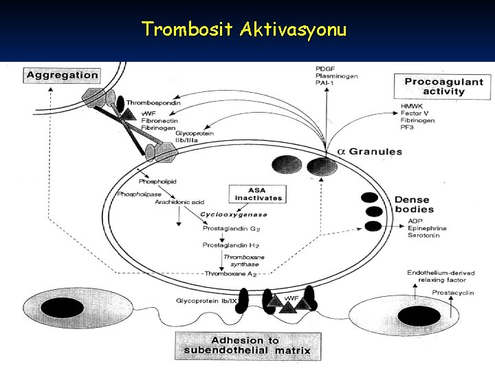 Trombosit Aktivasyonu 