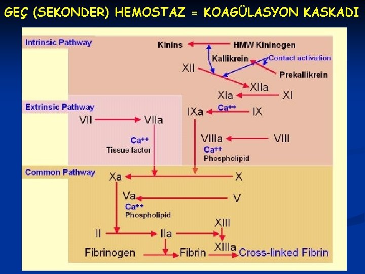 GEÇ (SEKONDER) HEMOSTAZ = KOAGÜLASYON KASKADI 