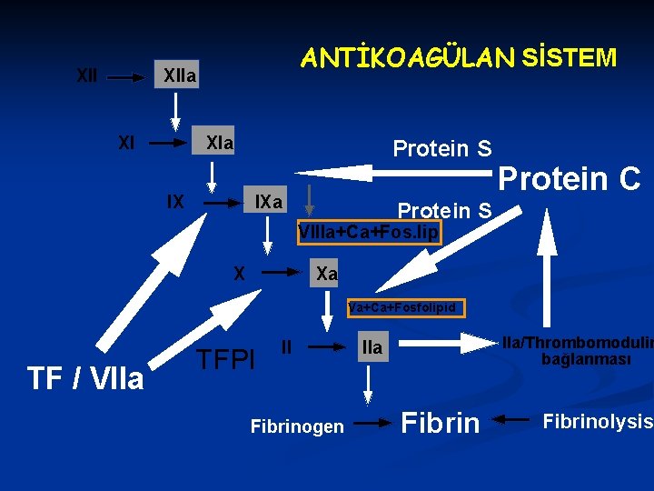 XII ANTİKOAGÜLAN SİSTEM XIIa XI XIa Protein S IX IXa Protein C Protein S