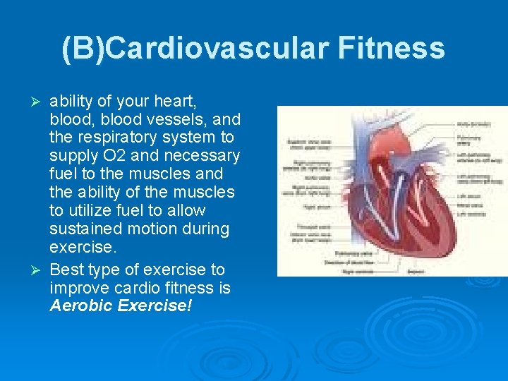 (B)Cardiovascular Fitness ability of your heart, blood vessels, and the respiratory system to supply