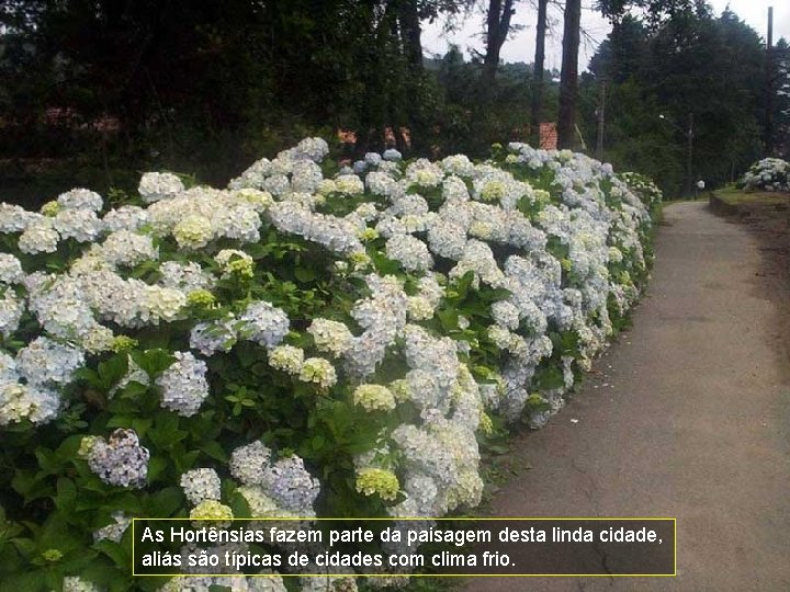 As Hortênsias fazem parte da paisagem desta linda cidade, aliás são típicas de cidades