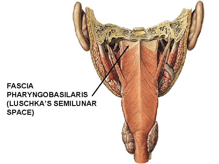 FASCIA PHARYNGOBASILARIS (LUSCHKA’S SEMILUNAR SPACE) FASCIA PHARYNGOBASILARIS (LUSCHKA’S SEMILUNAR SPACE)