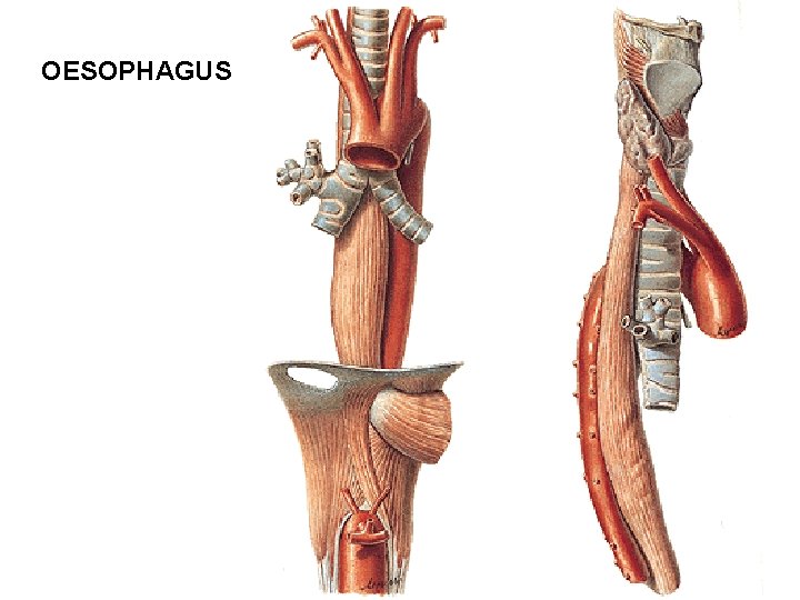 OESOPHAGUS OESOPHAGUS