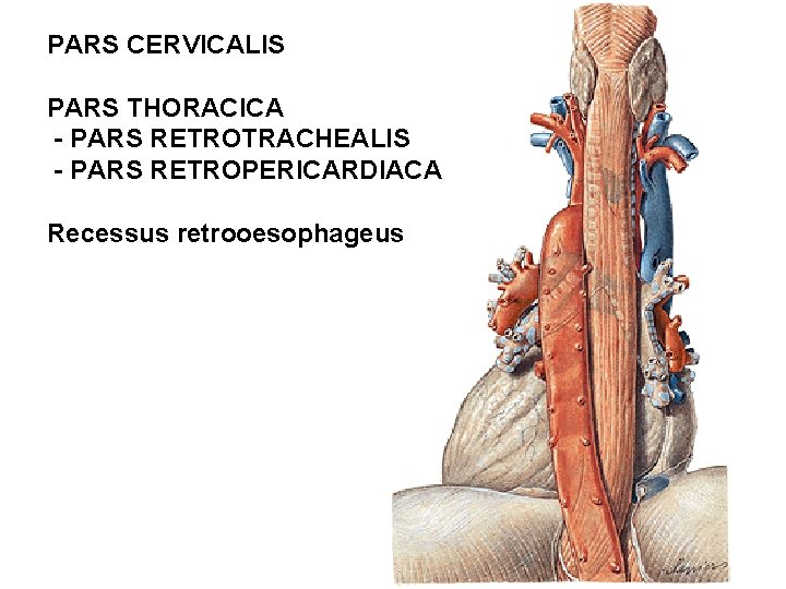 PARS CERVICALIS PARS THORACICA - PARS RETROTRACHEALIS - PARS RETROPERICARDIACA Recessus retrooesophageus PARS CERVICALIS PARS THORACICA - PARS RETROTRACHEALIS - PARS RETROPERICARDIACA Recessus retrooesophageus