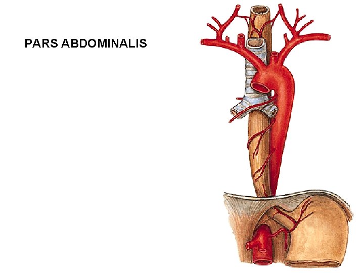 PARS ABDOMINALIS PARS ABDOMINALIS