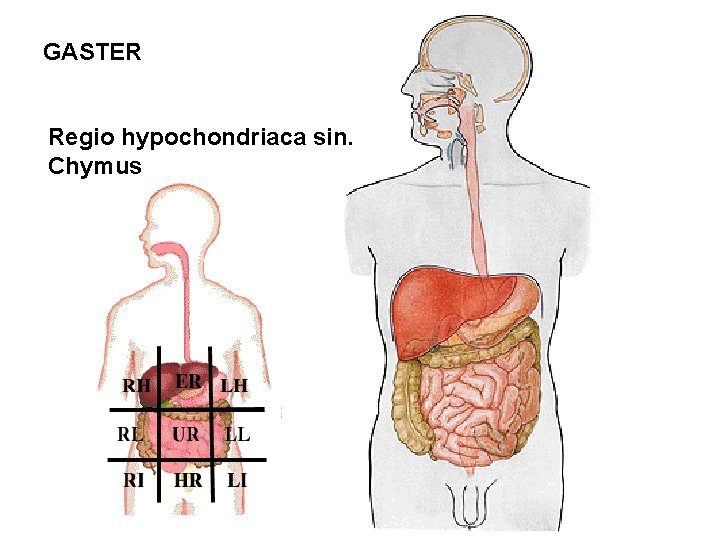 GASTER Regio hypochondriaca sin. Chymus GASTER Regio hypochondriaca sin. Chymus