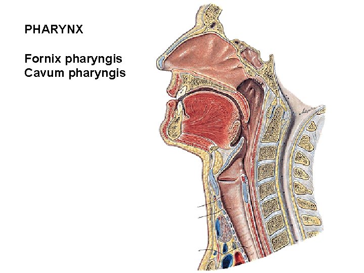 PHARYNX Fornix pharyngis Cavum pharyngis PHARYNX Fornix pharyngis Cavum pharyngis