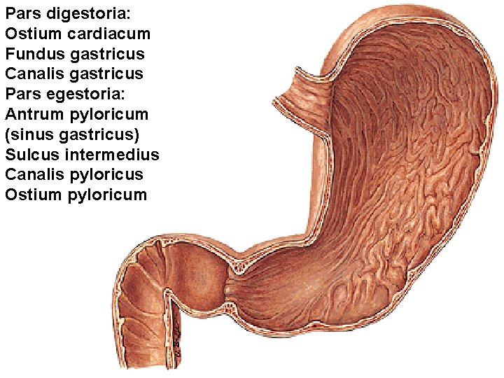 Pars digestoria: Ostium cardiacum Fundus gastricus Canalis gastricus Pars egestoria: Antrum pyloricum (sinus gastricus) Pars digestoria: Ostium cardiacum Fundus gastricus Canalis gastricus Pars egestoria: Antrum pyloricum (sinus gastricus)