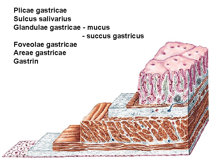 Plicae gastricae Sulcus salivarius Glandulae gastricae - mucus - succus gastricus Foveolae gastricae Areae Plicae gastricae Sulcus salivarius Glandulae gastricae - mucus - succus gastricus Foveolae gastricae Areae