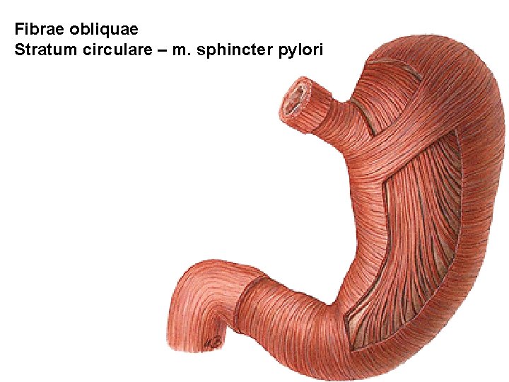 Fibrae obliquae Stratum circulare – m. sphincter pylori Fibrae obliquae Stratum circulare – m. sphincter pylori