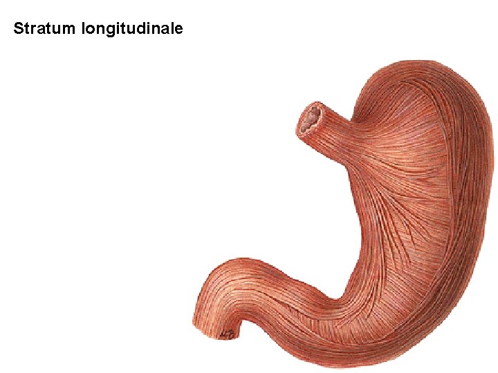 Stratum longitudinale Stratum longitudinale