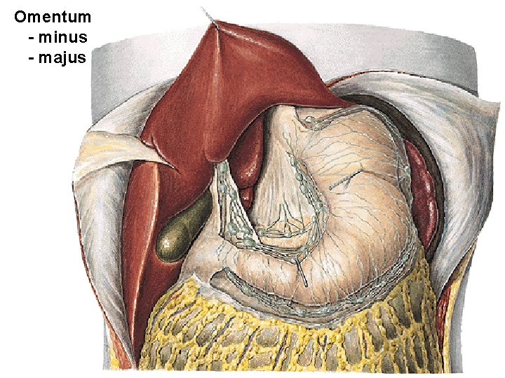 Omentum - minus - majus Omentum - minus - majus
