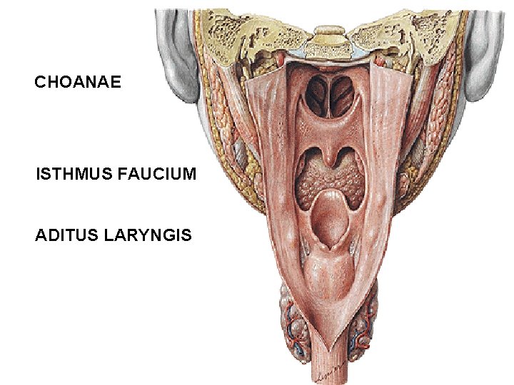 CHOANAE ISTHMUS FAUCIUM ADITUS LARYNGIS CHOANAE ISTHMUS FAUCIUM ADITUS LARYNGIS