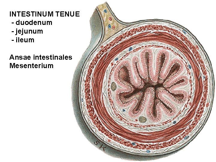 INTESTINUM TENUE - duodenum - jejunum - ileum Ansae intestinales Mesenterium INTESTINUM TENUE - duodenum - jejunum - ileum Ansae intestinales Mesenterium