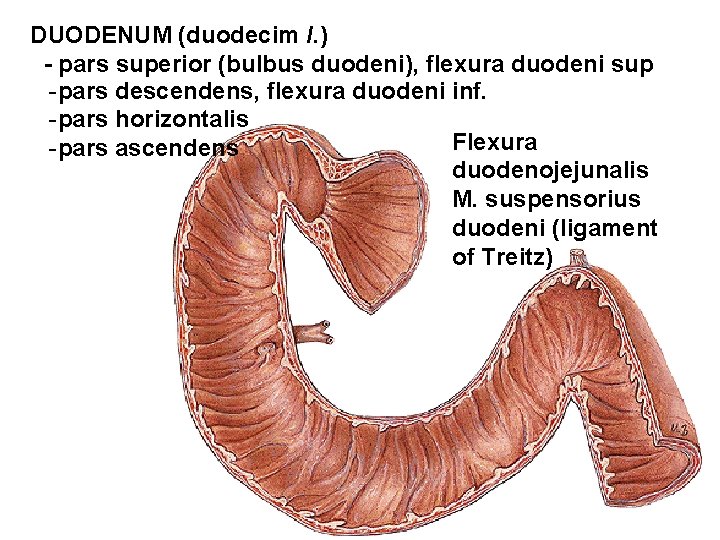 DUODENUM (duodecim l. ) - pars superior (bulbus duodeni), flexura duodeni sup -pars descendens, DUODENUM (duodecim l. ) - pars superior (bulbus duodeni), flexura duodeni sup -pars descendens,