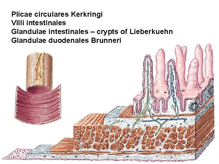Plicae circulares Kerkringi Villi intestinales Glandulae intestinales – crypts of Lieberkuehn Glandulae duodenales Brunneri Plicae circulares Kerkringi Villi intestinales Glandulae intestinales – crypts of Lieberkuehn Glandulae duodenales Brunneri