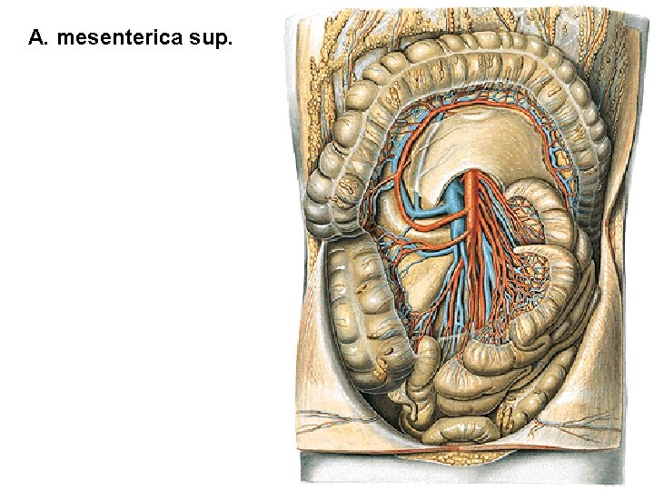 A. mesenterica sup. A. mesenterica sup.