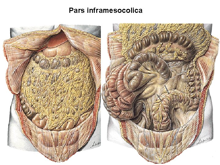 Pars inframesocolica Pars inframesocolica