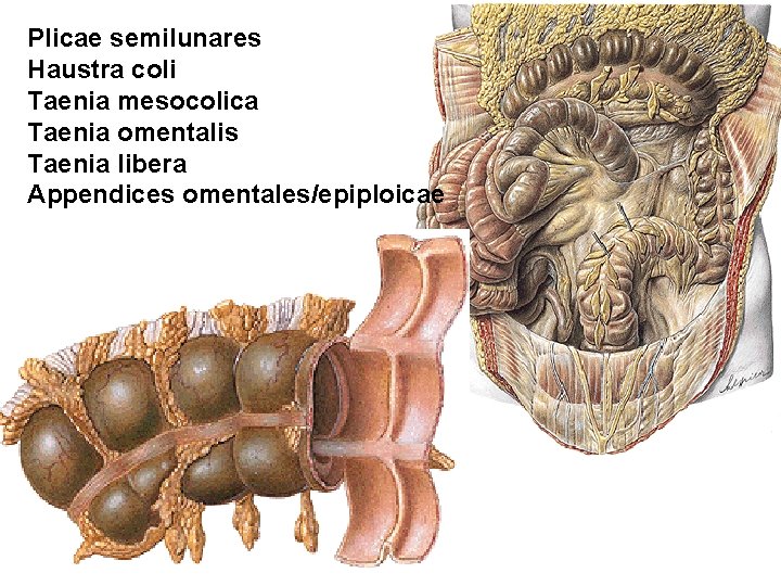 Plicae semilunares Haustra coli Taenia mesocolica Taenia omentalis Taenia libera Appendices omentales/epiploicae Plicae semilunares Haustra coli Taenia mesocolica Taenia omentalis Taenia libera Appendices omentales/epiploicae