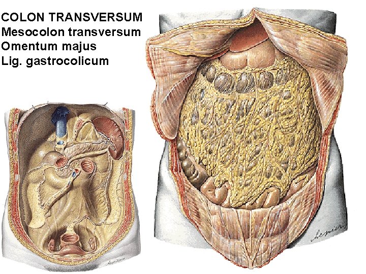 COLON TRANSVERSUM Mesocolon transversum Omentum majus Lig. gastrocolicum COLON TRANSVERSUM Mesocolon transversum Omentum majus Lig. gastrocolicum