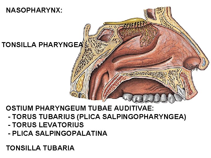 NASOPHARYNX: TONSILLA PHARYNGEA OSTIUM PHARYNGEUM TUBAE AUDITIVAE: - TORUS TUBARIUS (PLICA SALPINGOPHARYNGEA) - TORUS NASOPHARYNX: TONSILLA PHARYNGEA OSTIUM PHARYNGEUM TUBAE AUDITIVAE: - TORUS TUBARIUS (PLICA SALPINGOPHARYNGEA) - TORUS