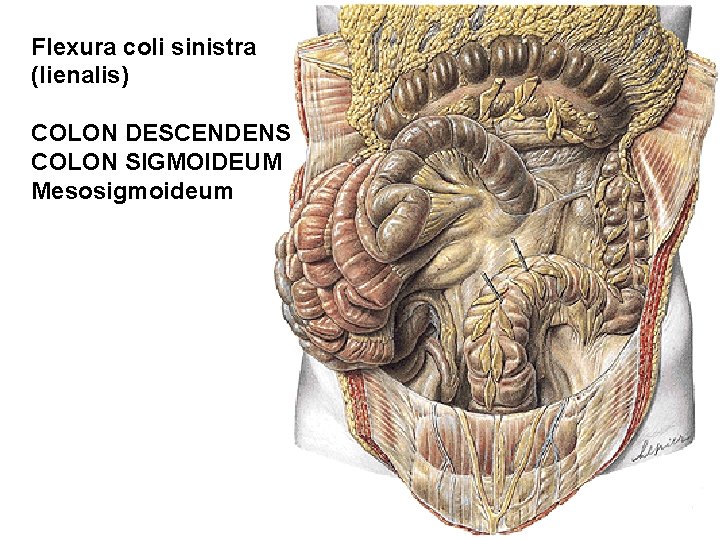 Flexura coli sinistra (lienalis) COLON DESCENDENS COLON SIGMOIDEUM Mesosigmoideum Flexura coli sinistra (lienalis) COLON DESCENDENS COLON SIGMOIDEUM Mesosigmoideum
