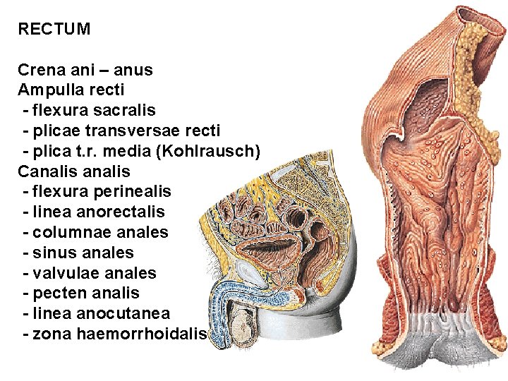RECTUM Crena ani – anus Ampulla recti - flexura sacralis - plicae transversae recti RECTUM Crena ani – anus Ampulla recti - flexura sacralis - plicae transversae recti