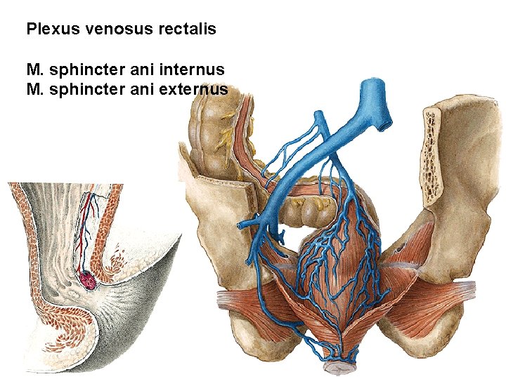 Plexus venosus rectalis M. sphincter ani internus M. sphincter ani externus Plexus venosus rectalis M. sphincter ani internus M. sphincter ani externus