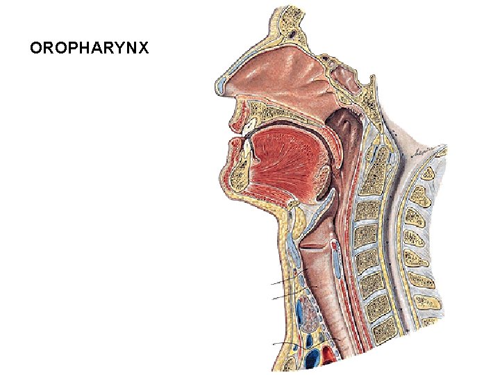 OROPHARYNX OROPHARYNX