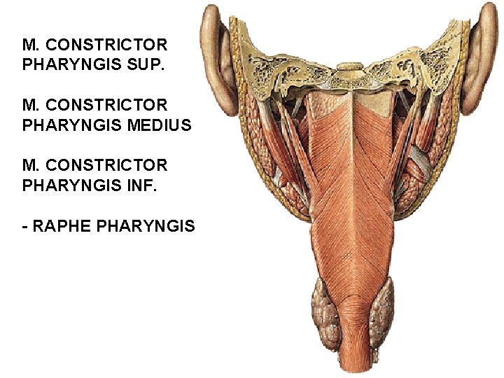 M. CONSTRICTOR PHARYNGIS SUP. M. CONSTRICTOR PHARYNGIS MEDIUS M. CONSTRICTOR PHARYNGIS INF. - RAPHE M. CONSTRICTOR PHARYNGIS SUP. M. CONSTRICTOR PHARYNGIS MEDIUS M. CONSTRICTOR PHARYNGIS INF. - RAPHE
