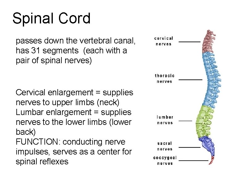 Spinal Cord passes down the vertebral canal, has 31 segments (each with a pair