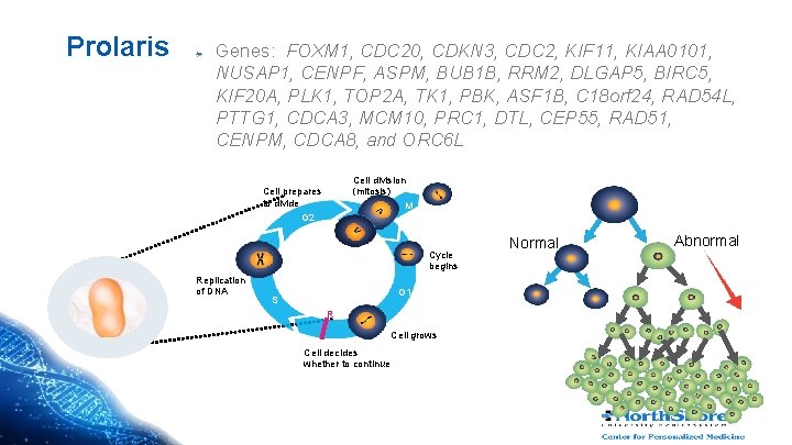 Prolaris Genes: FOXM 1, CDC 20, CDKN 3, CDC 2, KIF 11, KIAA 0101,