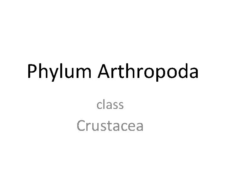 Phylum Arthropoda class Crustacea 