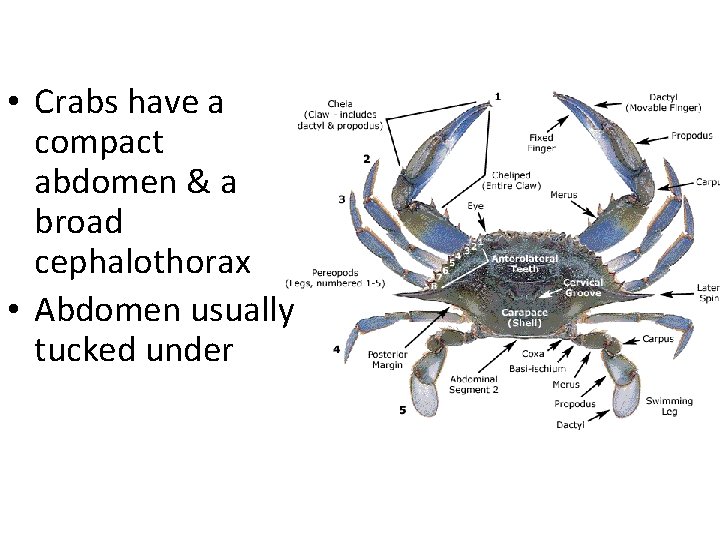  • Crabs have a compact abdomen & a broad cephalothorax • Abdomen usually