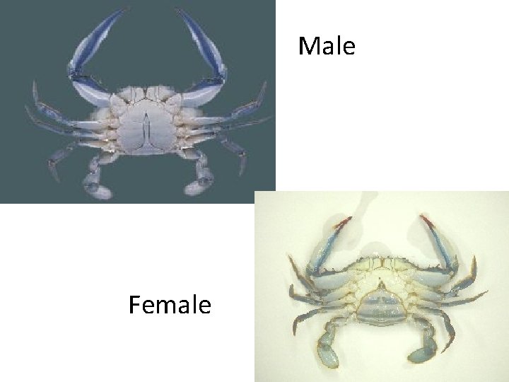 Male Female 