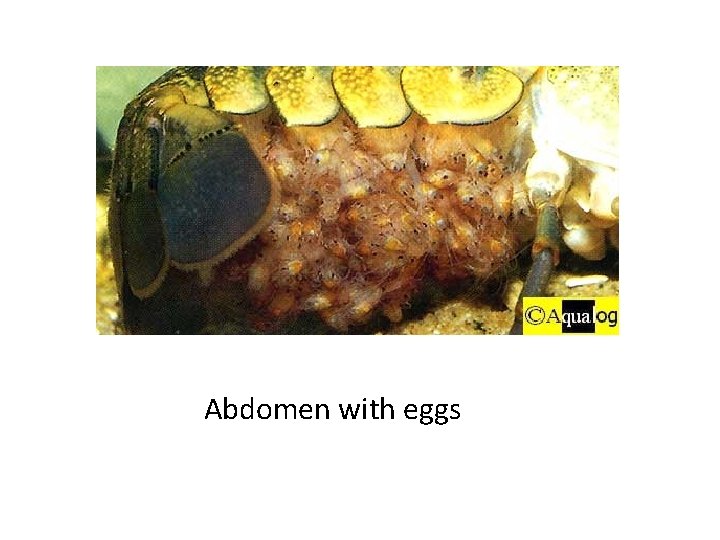 Abdomen with eggs 