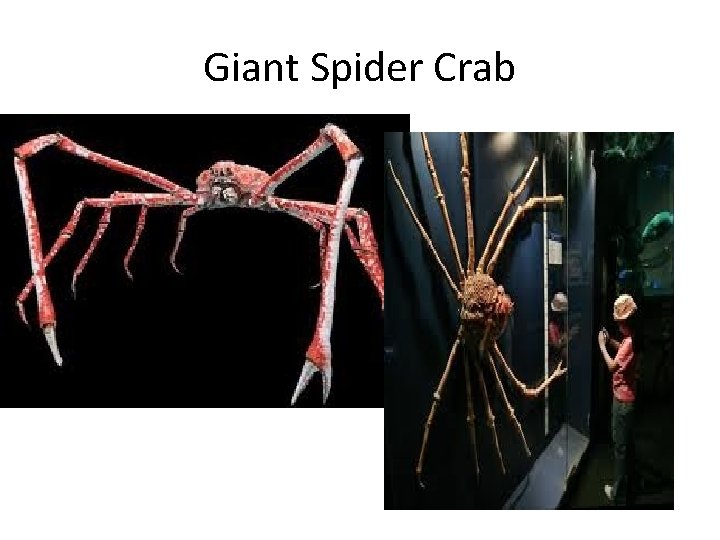 Giant Spider Crab 