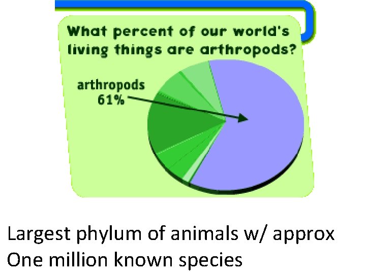 Largest phylum of animals w/ approx One million known species 