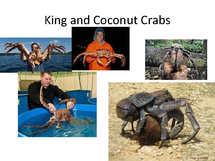 King and Coconut Crabs 