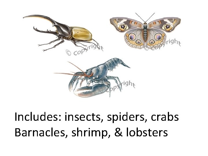 Includes: insects, spiders, crabs Barnacles, shrimp, & lobsters 
