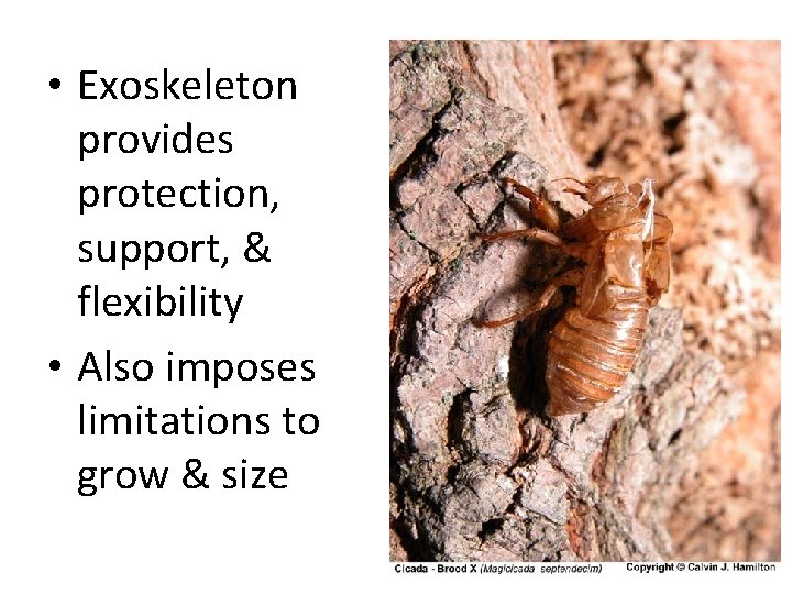  • Exoskeleton provides protection, support, & flexibility • Also imposes limitations to grow