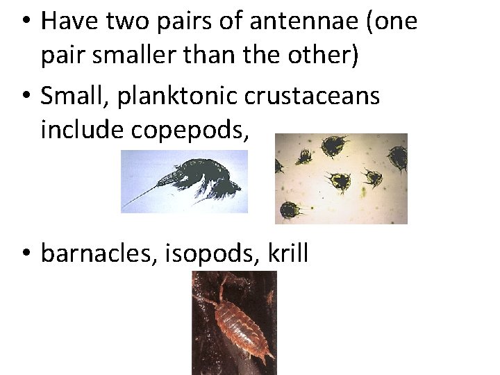  • Have two pairs of antennae (one pair smaller than the other) •