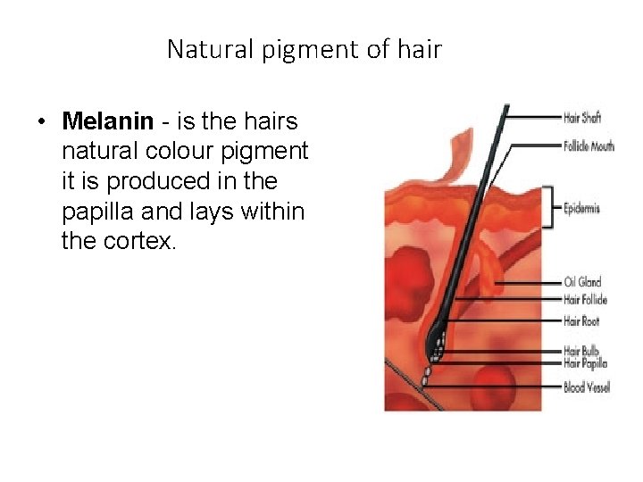Natural pigment of hair • Melanin - is the hairs natural colour pigment it
