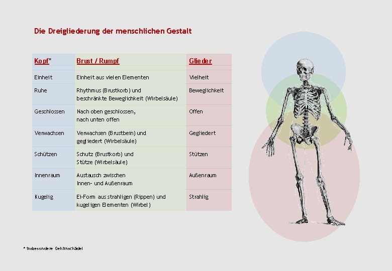 Die Dreigliederung der menschlichen Gestalt Kopf* Brust / Rumpf Glieder Einheit aus vielen Elementen