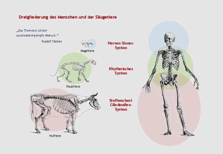 Dreigliederung des Menschen und der Säugetiere „Das Tierreich ist der auseinandergelegte Mensch. “ Rudolf