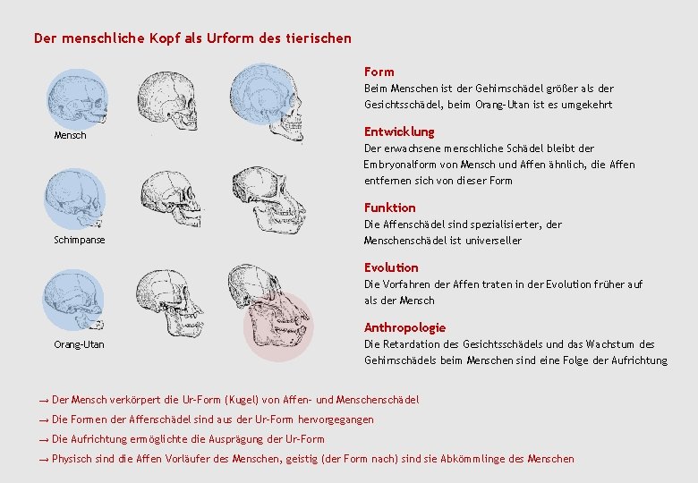 Der menschliche Kopf als Urform des tierischen Form Beim Menschen ist der Gehirnschädel größer